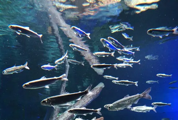 サケのふるさと 千歳水族館の写真・動画_image_441360