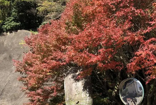 大悲王院の楓の写真・動画_image_460292