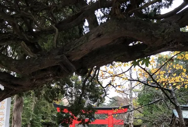 白浜神社の写真・動画_image_475724