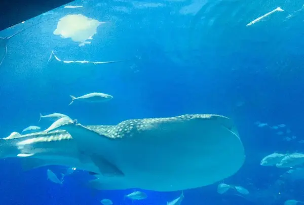 沖縄美ら海水族館の写真・動画_image_478651