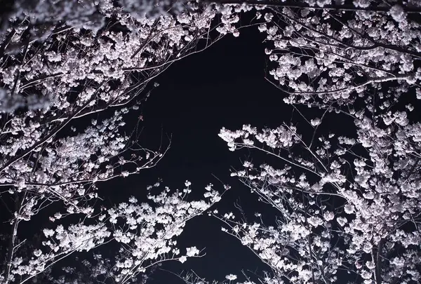 丸亀城の写真・動画_image_544143