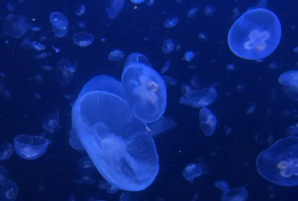 鶴岡市立加茂水族館（クラゲドリーム館）の写真・動画_image_556778