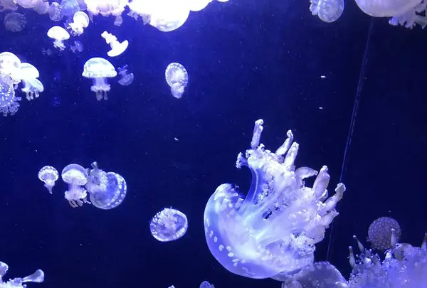 鶴岡市立加茂水族館（クラゲドリーム館）の写真・動画_image_556779