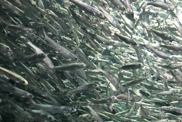 鶴岡市立加茂水族館（クラゲドリーム館）の写真・動画_image_556780