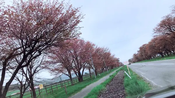 二十間道路の桜並木の写真・動画_image_556812