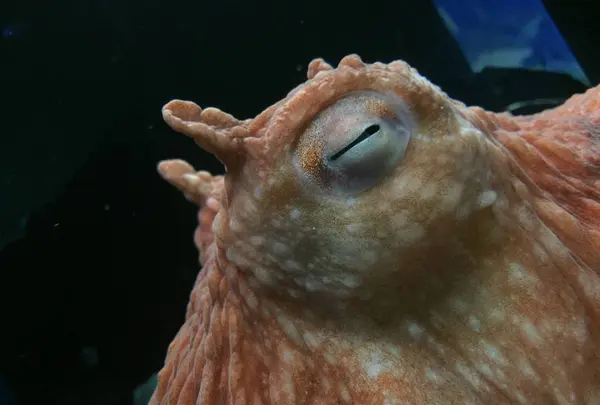 サンシャイン水族館の写真・動画_image_579621