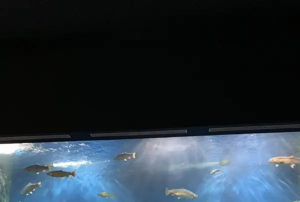 サケのふるさと 千歳水族館の写真・動画_image_609289