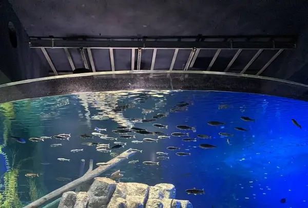 サケのふるさと 千歳水族館の写真・動画_image_609290