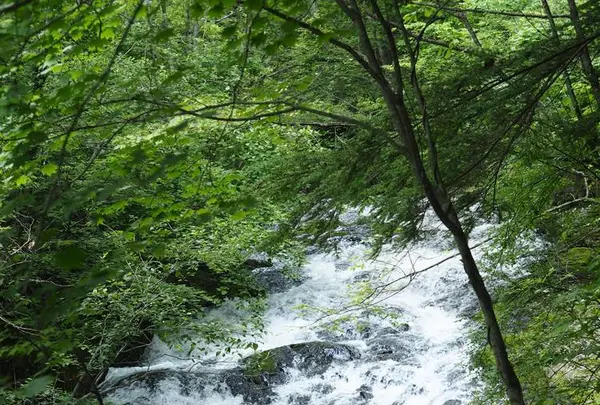 八千穂高原自然園の写真・動画_image_623023