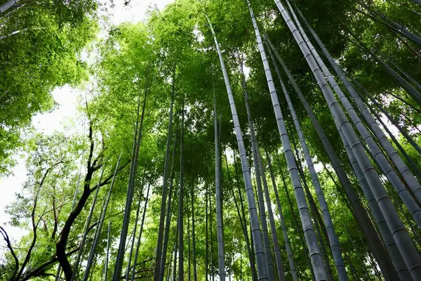 嵐山 竹林の小径の写真・動画_image_639611