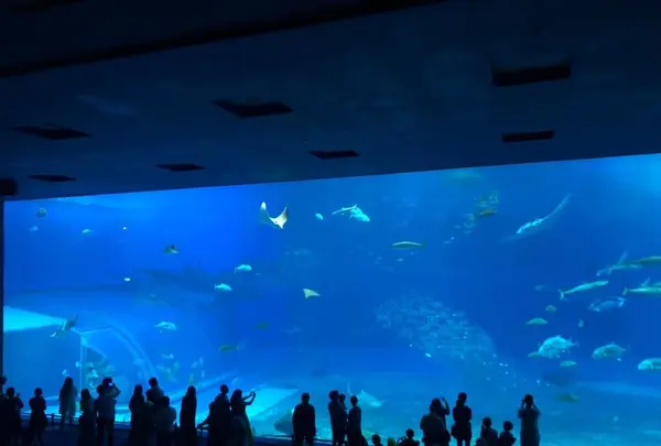 沖縄美ら海水族館の写真・動画_image_643841