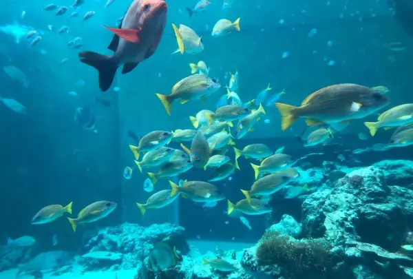 沖縄美ら海水族館の写真・動画_image_643842