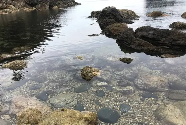 浄土の浜の写真・動画_image_658453