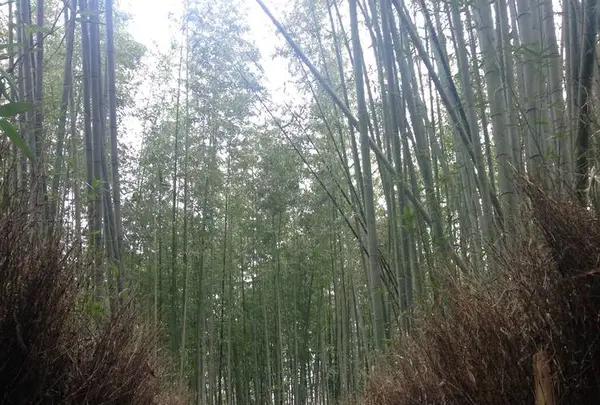 嵐山 竹林の小径の写真・動画_image_664297