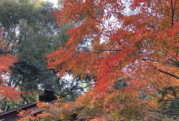 京都の写真・動画_image_691899