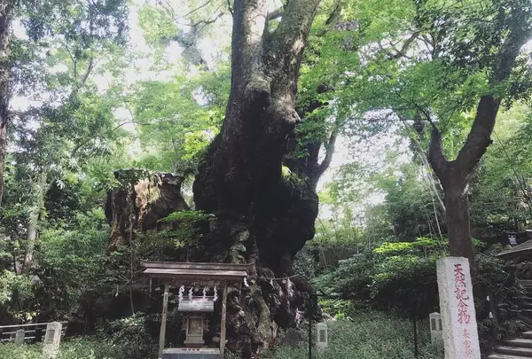 来宮神社の写真・動画_image_694201