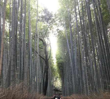 京都の写真・動画_image_732476