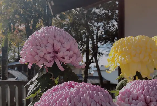 笠間稲荷神社の写真・動画_image_837815