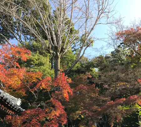 石峰寺の写真・動画_image_848741