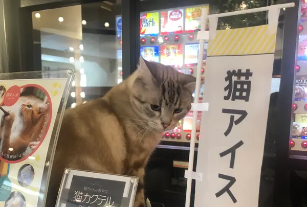 猫カフェモカラウンジ 池袋東口店の写真・動画_image_878099