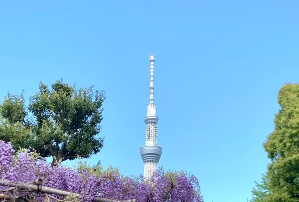 亀戸天神社の写真・動画_image_904617