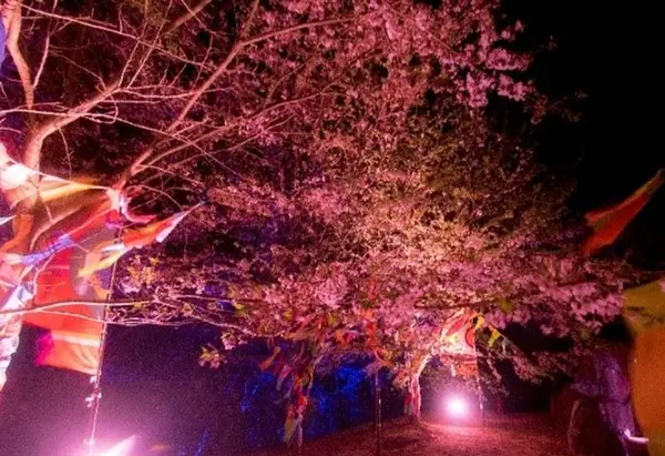 今年の桜は”夜”が見頃。「自然×テクノロジー」最先端のお花見スポット