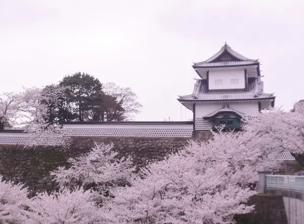 桜の季節は感動的です…！