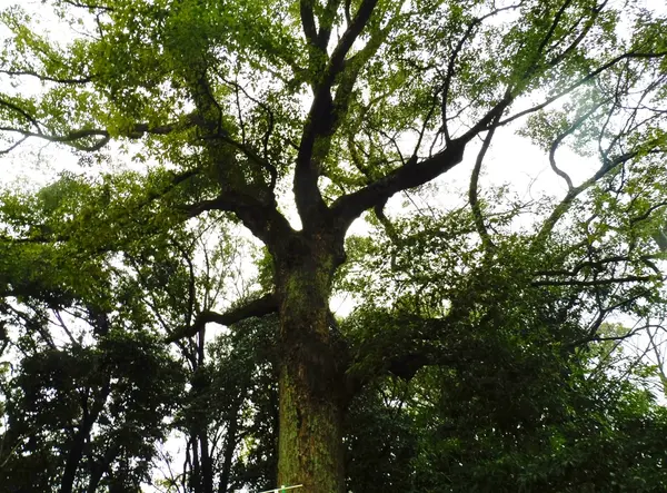 樹齢約４００年のご神木