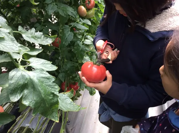 トマトやイチゴ、たまねぎなど収穫体験