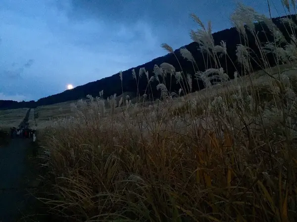 夜のすすき野原