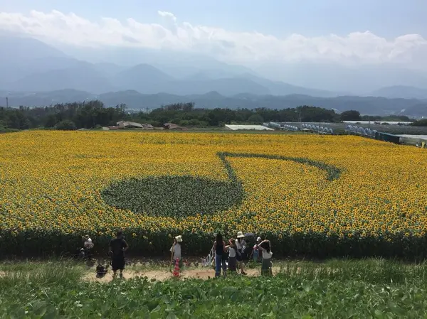 音符マークのひまわり畑