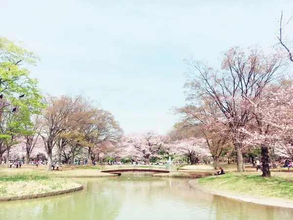 桜が満開！🌸