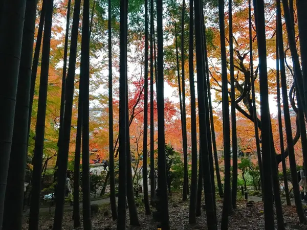 竹林×紅葉