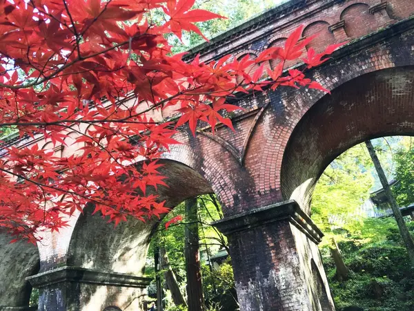 水道橋×紅葉