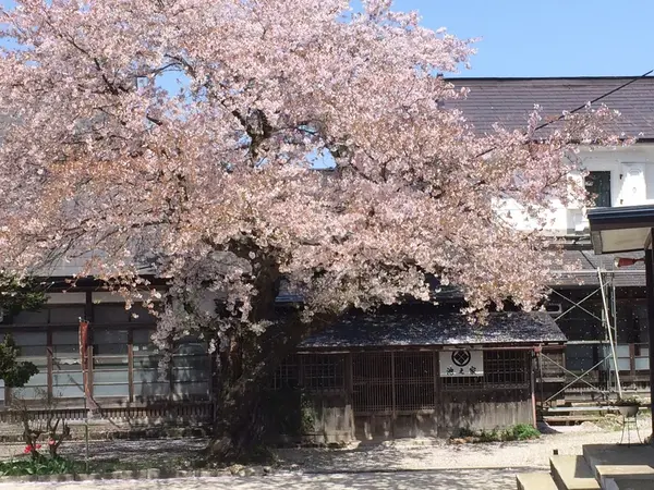 桜は５月が見ごろ！