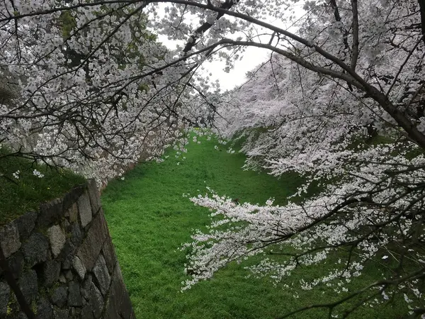 内堀の桜