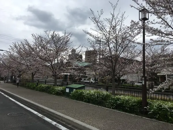ずっと桜