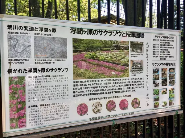 浮島ヶ原といえば…桜草が有名です。