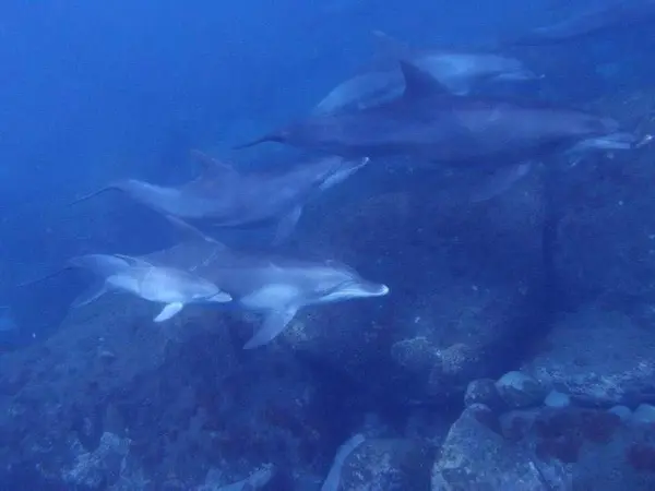 てなづけられたイルカじゃなく、野生のイルカです🐬たくさんいます✨