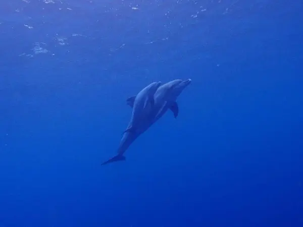 親子イルカ🐬🐬💓