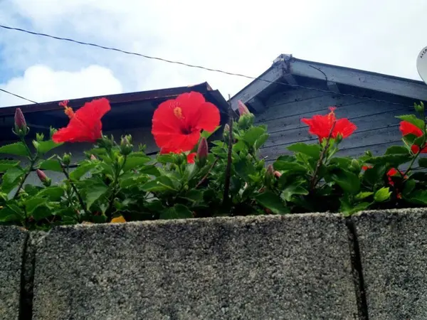 夏はところどころにお花も🌸