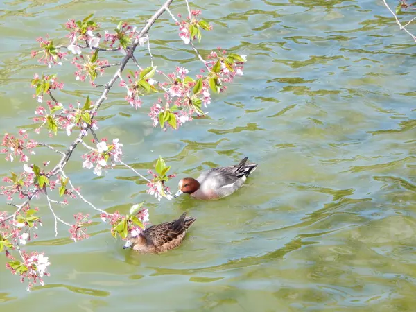 桜と水鳥