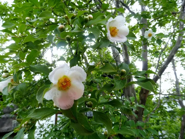 沙羅双樹の花