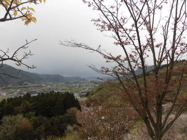 世界の桜と眺望