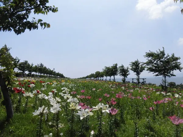 色鮮やかなユリが咲く