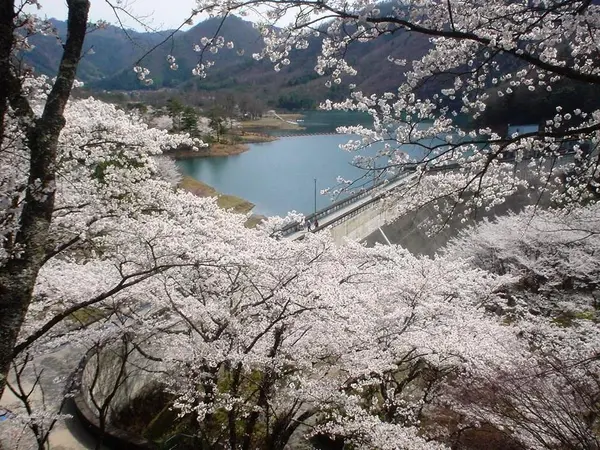桜が咲き誇る大野ダム