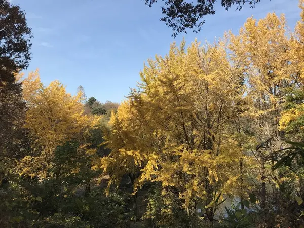 黄金色の木々