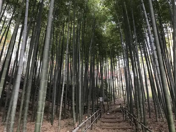 見事な竹のトンネル