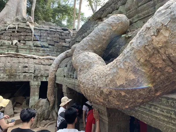 凄い根