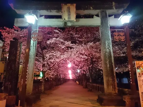 菊池神社参道から夜桜